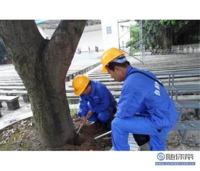 福州白蟻滅殺_想要有口碑的白蟻滅殺就找嘉信白螞蟻防治