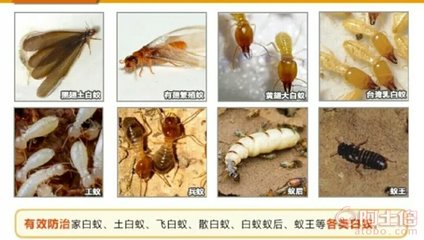 【東莞石碣除白蟻,東莞石碣滅白蟻價格