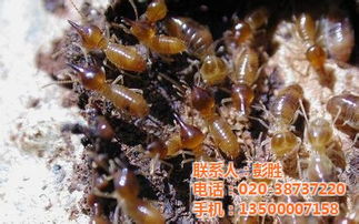 螞蟻藥 批發螞蟻藥 廣州綠順園林 認證商家 廣州市天河區元崗綠順園林用品經營部