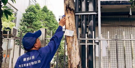 夏季將至白蟻防治要及時