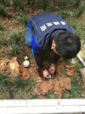 綿陽滅白蟻 白蟻預防 綿陽白蟻防治電話