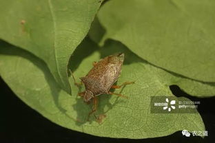 精彩不容錯過 資深植保專家親臨授課,講述新疆棉花常見的蟲害類型及防治措施