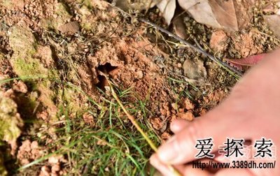 浙江現特大白蟻巢穴:捕獲8年大蟻后(4)