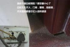 南昌防蟲服務