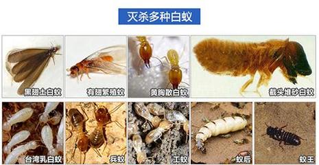 官窯鎮白蟻防治官窯白蟻防治公司官窯白蟻公司