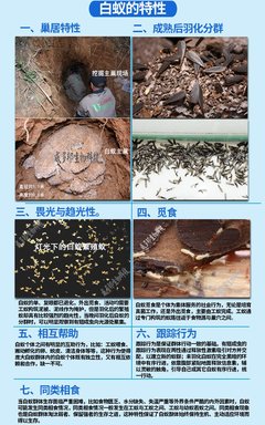 威多邦滅四害消殺服務 專業白蟻防治 白蟻滅殺 滅蟲中心