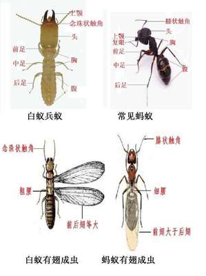防治白蟻危害 成都市進入"白蟻分飛季 "