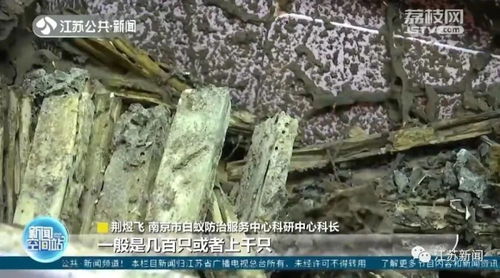 分飛高峰期來臨 家中出現白蟻應區別處理