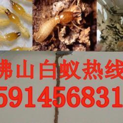 供應南海區沙頭白蟻防治所沙頭白蟻滅殺-沙頭預防白蟻-沙頭白蟻防治