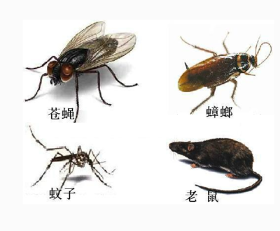 家里門框里出現白蟻怎么滅殺_重慶滅鼠_重慶滅鼠公司_重慶殺蟲-重慶市聯保 .