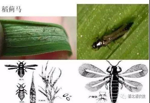 葉片扭曲,可能忽略了薊馬的防治,這里有最全薊馬危害圖譜