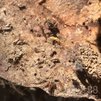 【進賢別墅白蟻防治滅白蟻公司號碼】- 