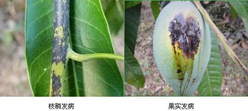 請注意 一份芒果角斑病的防治方案 請查收