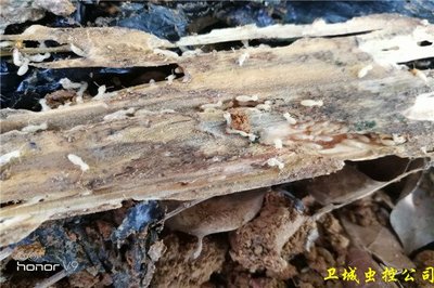 白蟻防治協會