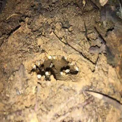 宜春市白蟻防治收費標準 新建工程白蟻防治 滅殺白蟻公司