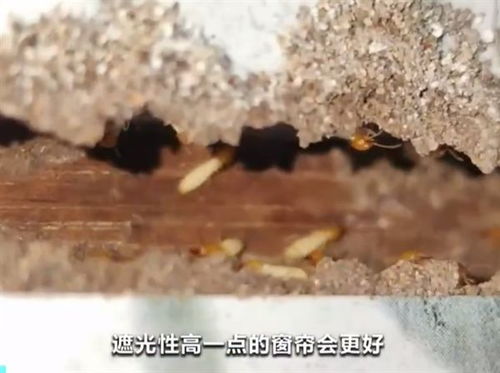 居民家中吊頂被白蟻吃空坍塌 該如何防范白蟻