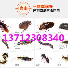東莞白蟻防治中心 供應產品