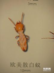 東莞石龍白蟻防治公司,石龍四害消殺公司,專業(yè)技術(shù)較的服務(wù)