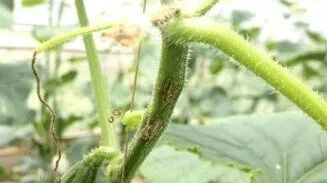 大棚蔬菜 低溫常見的5大病害,一定要做好預(yù)防