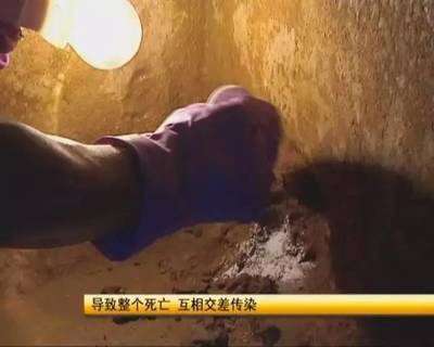六安一村民小樓成白蟻“王國” 地下室藏了40多蟻窩
