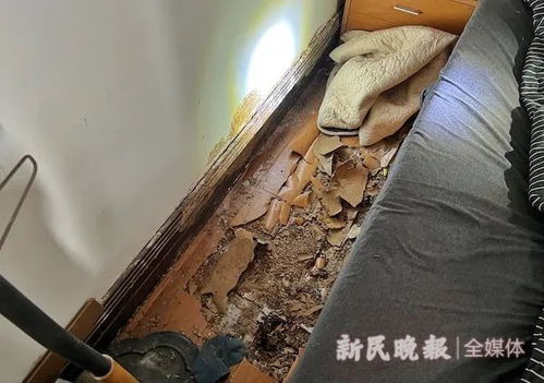 上海人注意 令人頭皮發麻的它們又來了 第二波 聲勢浩大 提醒 自行處理要謹慎
