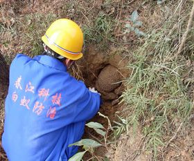 南京白蟻專業防治公司 南京專業滅老鼠公司 南京專業滅蟑螂公司