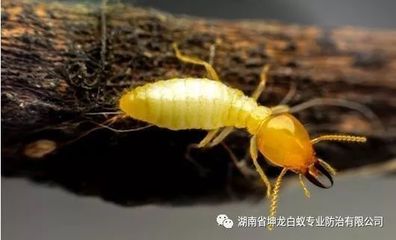 白蟻進(jìn)入危害高峰期 可別盲目滅殺