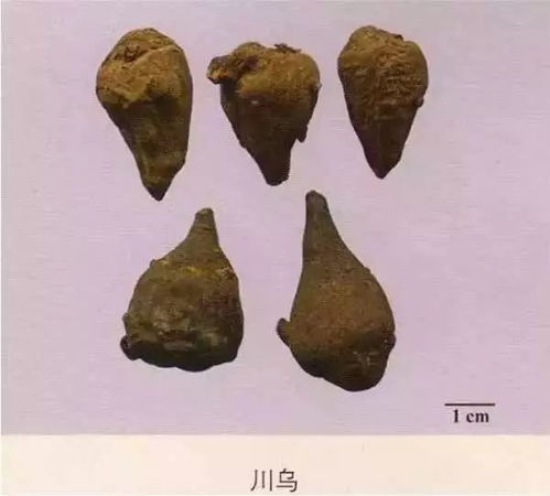 203種常用中藥的鑒別及彩圖匯總