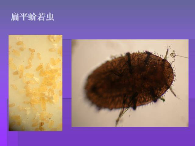 桃樹常見病蟲害圖譜及防治方法