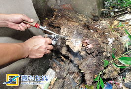 聯(lián)手端掉白蟻穴
