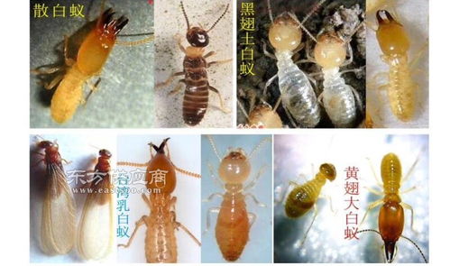 滅蟑螂公司 廣東的白蟻防治公司品質圖片